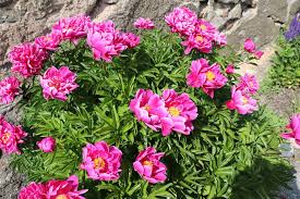 Attēlu rezultāti vaicājumam “Paeonia lactiflora flower”