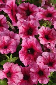 Image result for Petunia hybrida
