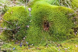 Attēlu rezultāti vaicājumam “Sphagnum centrale”