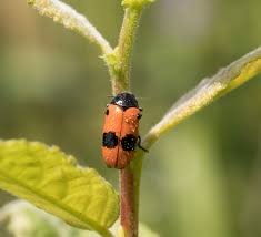 Attēlu rezultāti vaicājumam “Clytra quadripunctata”
