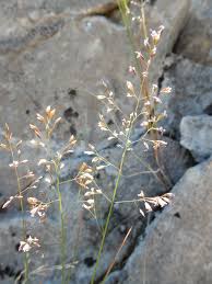 Attēlu rezultāti vaicājumam “Poa palustris leaf”