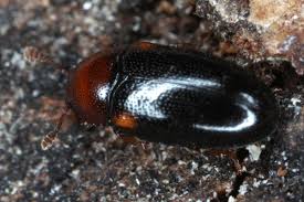 Attēlu rezultāti vaicājumam “Dacne bipustulata”