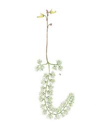 Attēlu rezultāti vaicājumam “Utricularia minor leaf”