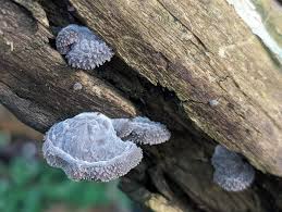 Attēlu rezultāti vaicājumam “Rosellinia desmazieri spores”