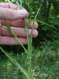 Image result for Tragopogon pratensis