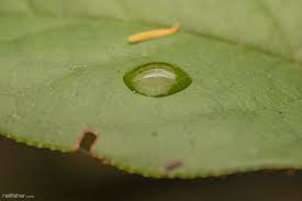 Attēlu rezultāti vaicājumam “Licea minima macro”