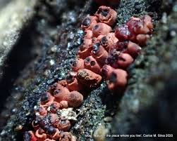 Attēlu rezultāti vaicājumam “Arcyria incarnata”