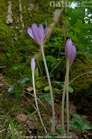 Attēlu rezultāti vaicājumam “Colchicum autumnale flower”