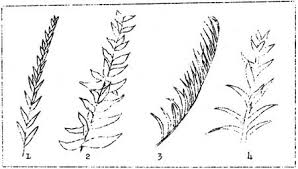 Attēlu rezultāti vaicājumam “Aulacomnium androgynum sporophyte”