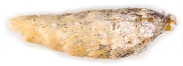 Attēlu rezultāti vaicājumam “Aphelia paleana”