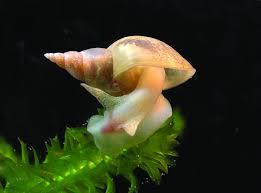 Attēlu rezultāti vaicājumam “Lymnaea stagnalis”