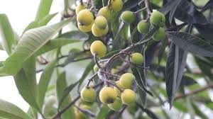 Attēlu rezultāti vaicājumam “Corynephorus canescens fruit”