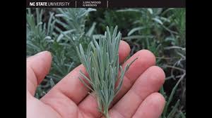 Attēlu rezultāti vaicājumam “Lavandula angustifolia leaf”