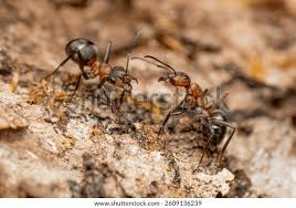 Attēlu rezultāti vaicājumam “Formica rufa”