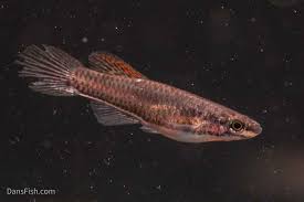 Image result for Aphyosemion