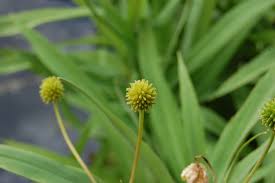 Attēlu rezultāti vaicājumam “Ranunculus lingua leaf”