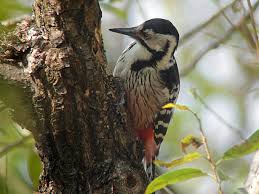 Attēlu rezultāti vaicājumam “Dendrocopos leucotos male”