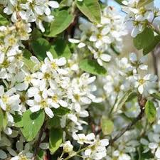 Attēlu rezultāti vaicājumam “Amelanchier spicata”