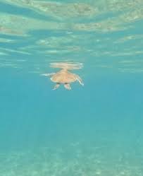 Image result for Dorking Snorkelling Club