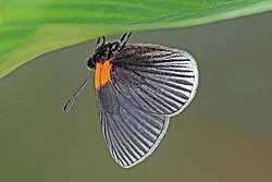 Attēlu rezultāti vaicājumam “Riodinidae”