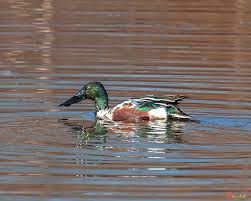 Attēlu rezultāti vaicājumam “Anas clypeata male”