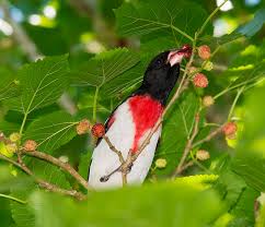 Image result for Pheucticus ludovicianus