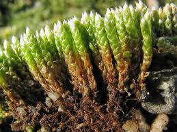 Attēlu rezultāti vaicājumam “Bryales”