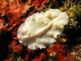 Attēlu rezultāti vaicājumam “Plathelminthes”