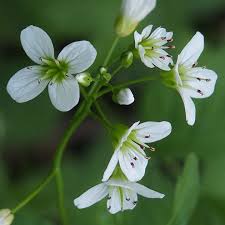 Attēlu rezultāti vaicājumam “Cardamine amara”