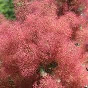 Attēlu rezultāti vaicājumam “Cotinus coggygria flower”