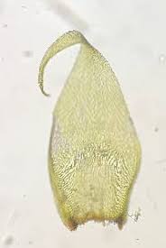 Attēlu rezultāti vaicājumam “Bryum pallescens sporophyte”