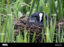 Attēlu rezultāti vaicājumam “Fulica atra nest”