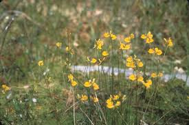 Attēlu rezultāti vaicājumam “Salix x doniana flower”