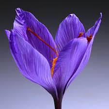 Attēlu rezultāti vaicājumam “Crocus”