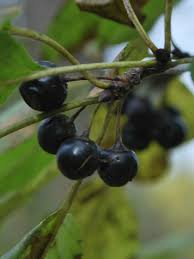 Attēlu rezultāti vaicājumam “Rhamnus cathartica fruit”