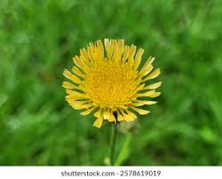 Attēlu rezultāti vaicājumam “Sonchus asper flower”