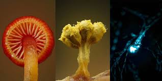 Attēlu rezultāti vaicājumam “Oligonema sp.”