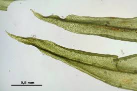 Attēlu rezultāti vaicājumam “Orthotrichum speciosum”