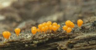 Attēlu rezultāti vaicājumam “Trichia decipiens”