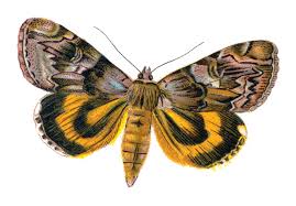 Attēlu rezultāti vaicājumam “Catocala fulminea”