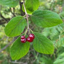 Attēlu rezultāti vaicājumam “Lonicera xylosteum fruit”