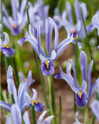 Attēlu rezultāti vaicājumam “Iris reticulata flower”