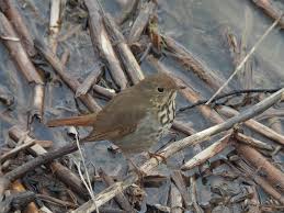 Image result for Catharus guttatus