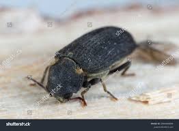 Attēlu rezultāti vaicājumam “Anobium pertinax”