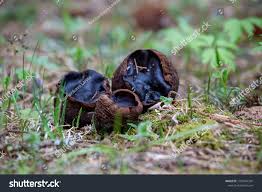 Attēlu rezultāti vaicājumam “Sarcosoma globosum”