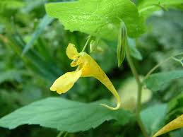 Attēlu rezultāti vaicājumam “Impatiens noli-tangere flower”