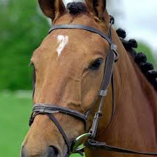 Image result for scheuklappen