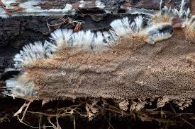 Attēlu rezultāti vaicājumam “Asterodon ferruginosus”