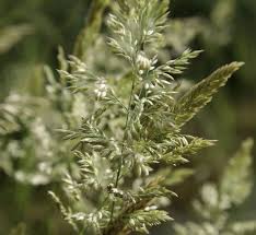 Attēlu rezultāti vaicājumam “Agrostis stolonifera subsp. straminea”
