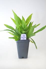 Attēlu rezultāti vaicājumam “Carex loliacea leaf”